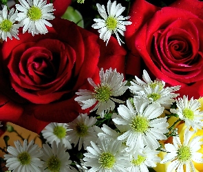 Bukiet, Margerytek, Róż, Białych, Czerwonych