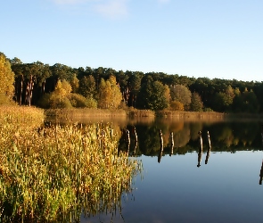 Odbicie, Szuwary, Jezioro, Las