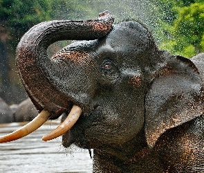 Słoń, Kąpiel, Woda