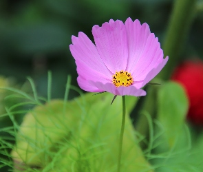 Liliowy, Kwiat