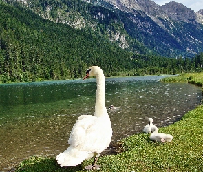 Góry, Rzeka, Łabędzie