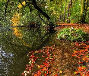 Drzewa, Liście, Jesień