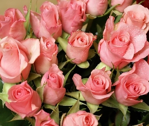 Różowych, Róż, Bukiet