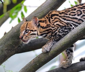 Drzewa, Ocelot, Konary