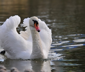 Piękny, Łabędź, Biały