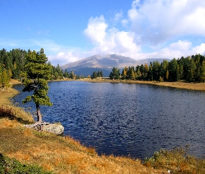 Jezioro, Szwajcaria, Trawa, Drzewa, Czarne