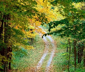 Las, Drzewa, Jesień, Ścieżka