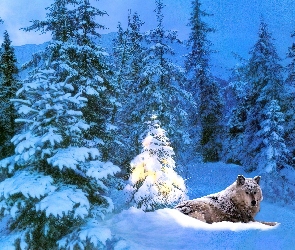 Wilk, Śnieg, Choinka