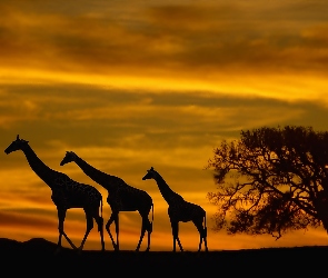 Żyrafy, Słońca, Zachód