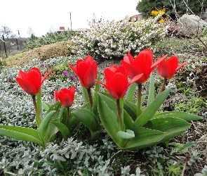 Ogród, Tulipany, Kwiaty