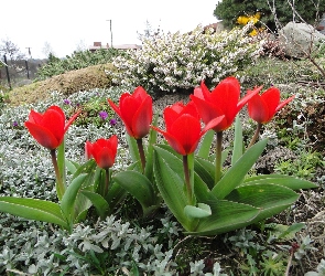 Kwiaty, Tulipany, Ogród