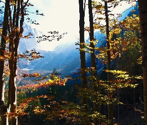 Lasy, Jesień, Góry