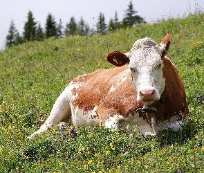 Krowa, Łąka