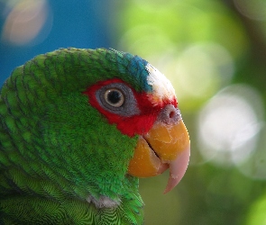 Papuga, Głowa, Amazonka Białoczelna