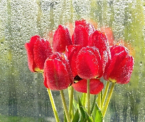 Deszcz, Szyba, Czerwone, Tulipany