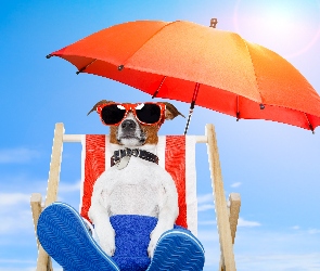 Pies, Jack russell terrier, Wakacje, Leżak, Parasol, Plaża