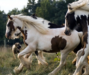 Konie, Zagroda, Łaciate