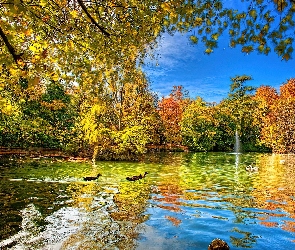 Drzewa, Jesień, Jezioro, Kaczki