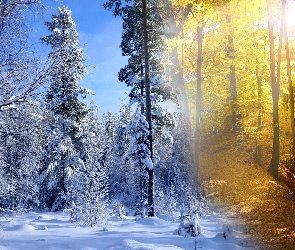 Zima, Jesień, Drzewa, Las