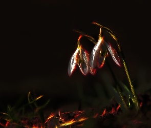Przebiśniegi, Fractalius