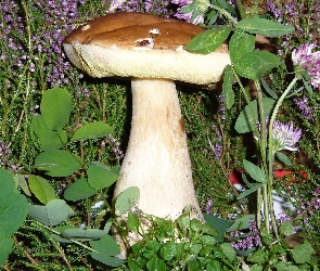 Roślinność, Grzyb, Dorodny, Prawdziwek