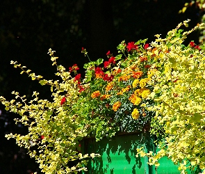 Kwiaty, Pelargonie, Aksamitki