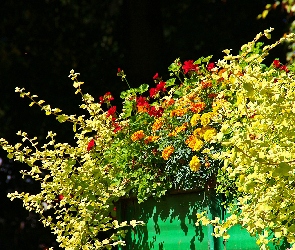 Aksamitki, Pelargonie, Kwiaty