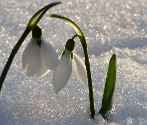 Przebiśniegi, Śnieg