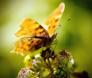 Kwiat, Skrzydełka, Żółty, Motyl