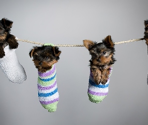 Skrapety, Yorki, Cztery, Małe