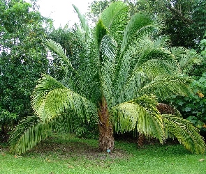 Botaniczny, Palma, Ogród