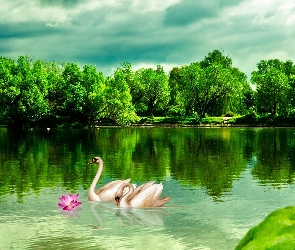 Łabędzie, Drzewa, Jezioro