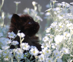 Kotek, Kwiatki, Czarny