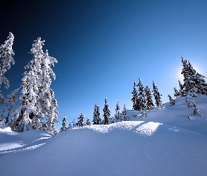 Drzewa, Niebo, Śnieg