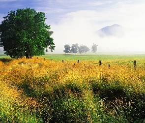 Drzewo, Mgła, Pole