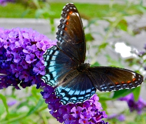 Kwiat, Fioletowy, Piękny, Motyl