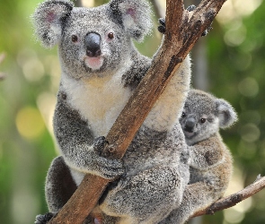 Drzewo, Małe, Miś, Koala