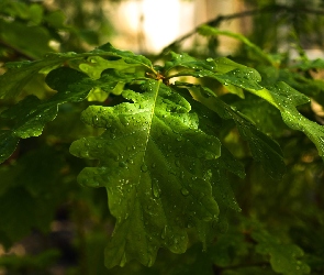 Deszczem, Zroszone, Zielone, Liście