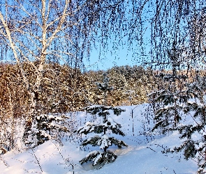 Drzewa, Zima, Las