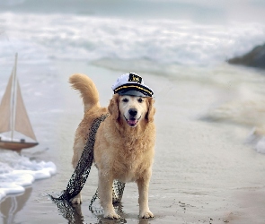 Morze, Czapka, Pies