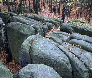 Las, Drzewa, Głazy, Zbocze