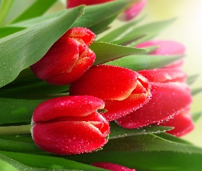 Wody, Krople, Czerwone, Tulipany