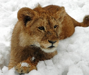 Śnieg, Zima, Lew