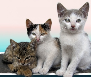 Małe, Kociaki, Trzy