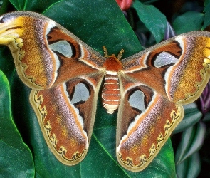 Piękny, Liść, Motyl