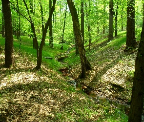 Las, Polska, Racibórz, Obora