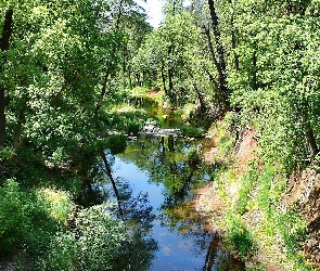 Las, Lato, Rzeczka