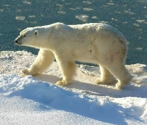 Polarny, Śnieg, Niedzwiedz