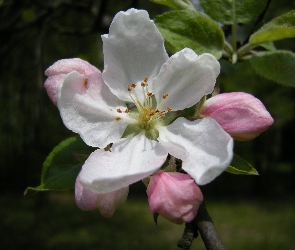 Kwiat Jabłoni, Biały