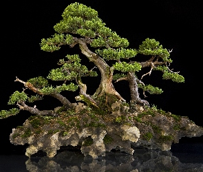Na, Miniaturka, Bonsai, Skale, Drzewo